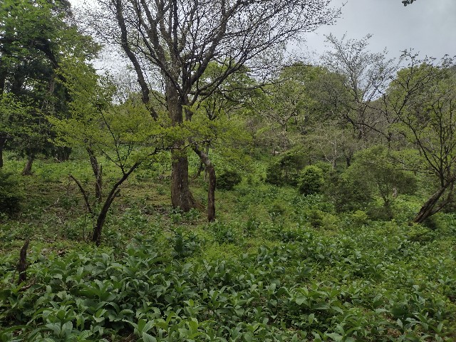 f:id:developingexplorer:20240509060657j:image