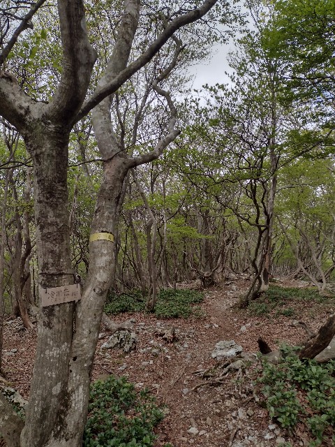 f:id:developingexplorer:20240511183803j:image
