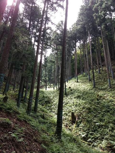 f:id:developingexplorer:20240525191912j:image