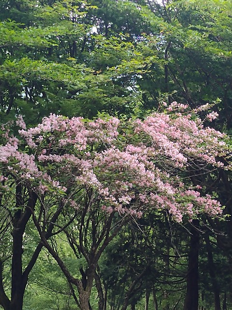 f:id:developingexplorer:20240601202217j:image