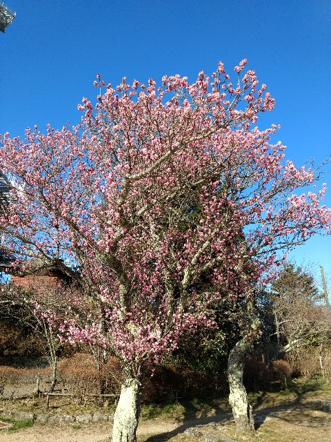 f:id:developingexplorer:20240608200921j:image