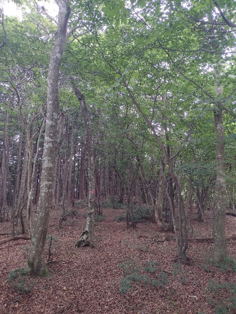 f:id:developingexplorer:20240816210538j:image