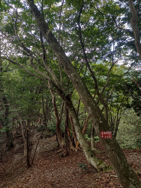f:id:developingexplorer:20240817072549j:image