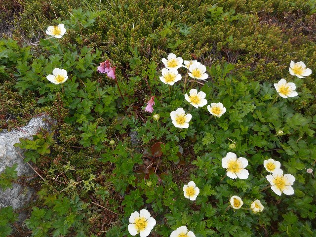 f:id:developingexplorer:20241214073211j:image