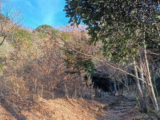 f:id:developingexplorer:20250111192851j:image