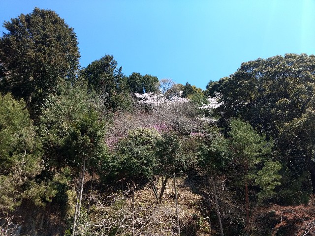 f:id:developingexplorer:20250208180821j:image
