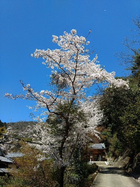 f:id:developingexplorer:20250208180854j:image