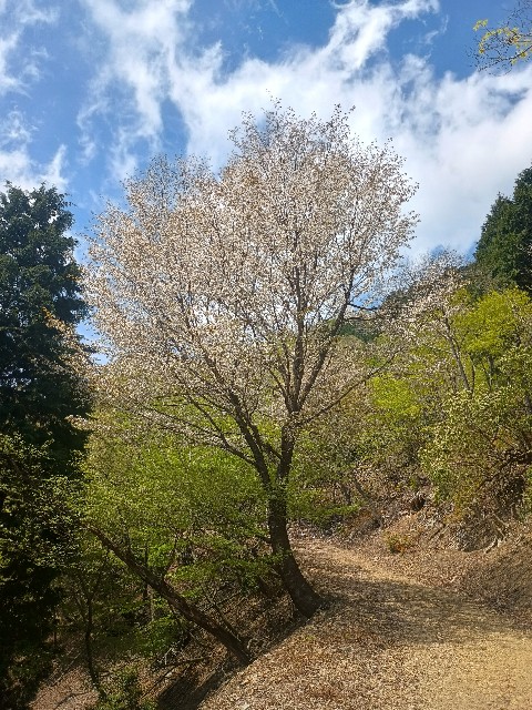 f:id:developingexplorer:20250506125011j:image f:id:developingexplorer:20250506125011j:image
