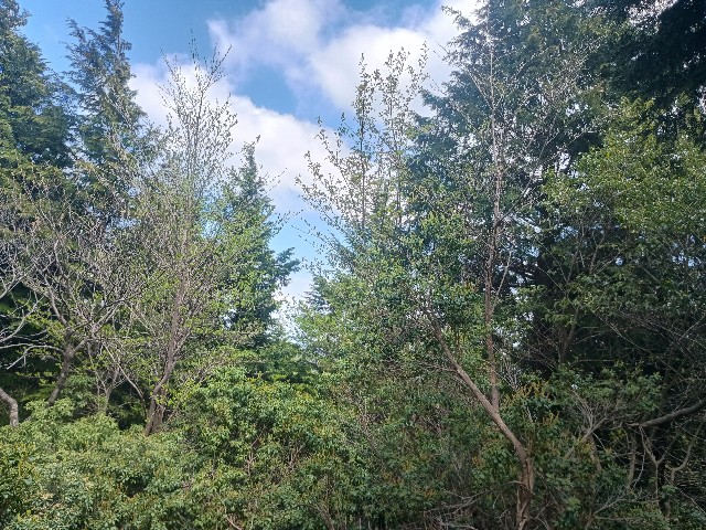 f:id:developingexplorer:20250510072453j:image f:id:developingexplorer:20250510072453j:image