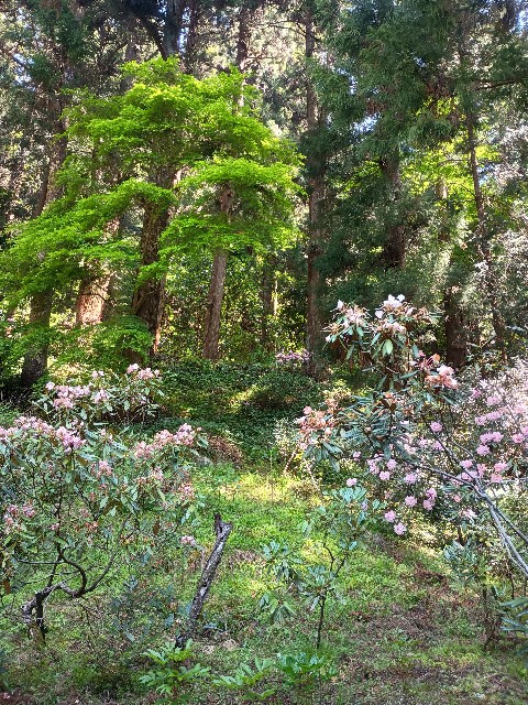 f:id:developingexplorer:20250518074521j:image