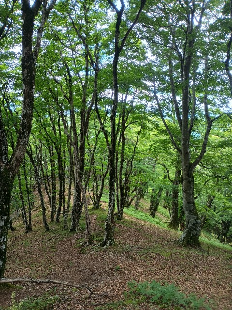f:id:developingexplorer:20250809164825j:image