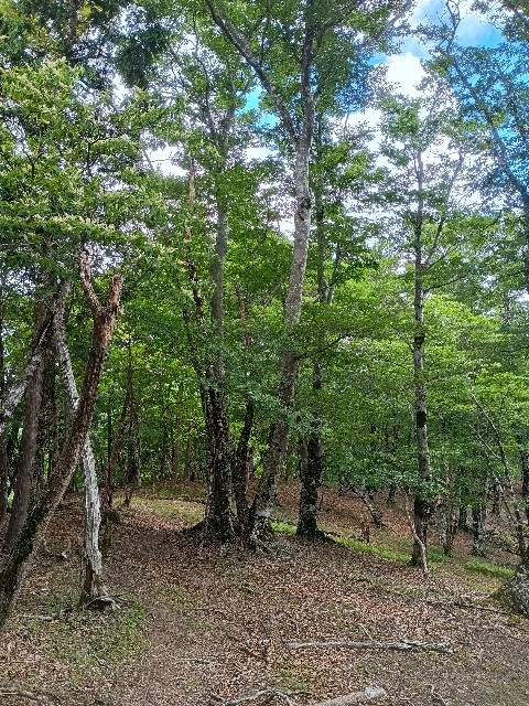 f:id:developingexplorer:20250809164833j:image
