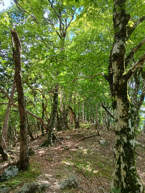 f:id:developingexplorer:20250809164844j:image