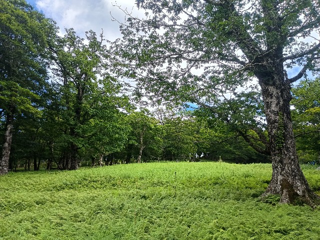f:id:developingexplorer:20250811070902j:image