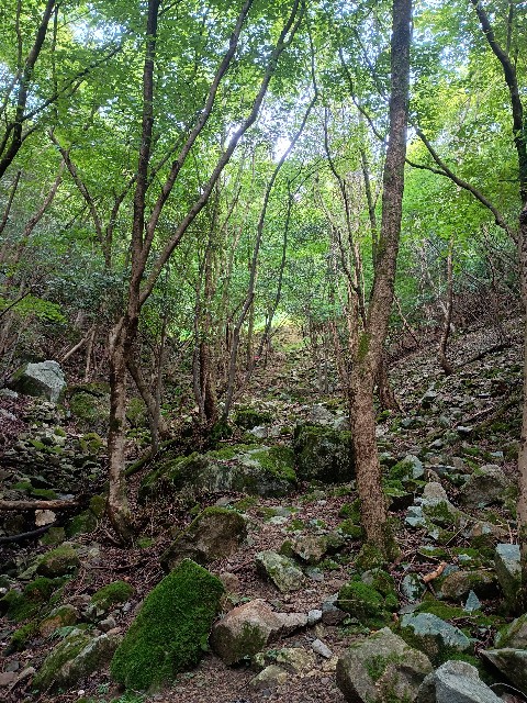 f:id:developingexplorer:20250816162007j:image f:id:developingexplorer:20250816162007j:image