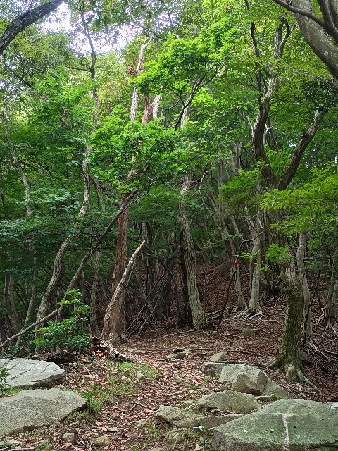 f:id:developingexplorer:20250816162710j:image f:id:developingexplorer:20250816162710j:画像