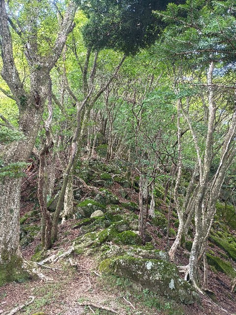 f:id:developingexplorer:20250816162724j:image f:id:developingexplorer:20250816162724j:画像