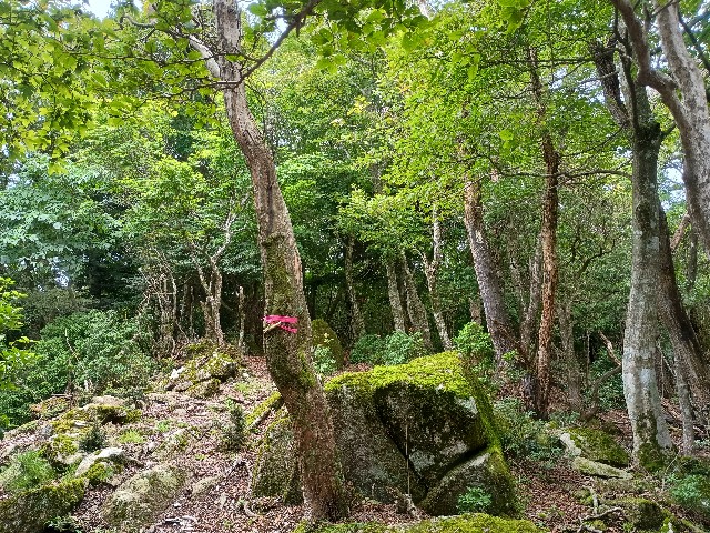 f:id:developingexplorer:20250816163033j:image f:id:developingexplorer:20250816163033j:画像