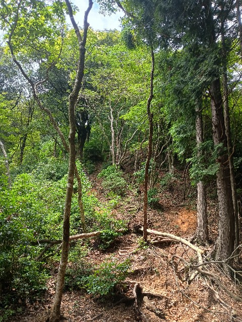 f:id:developingexplorer:20250817071345j:image f:id:developingexplorer:20250817071345j:画像