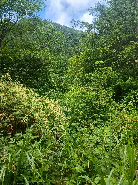 f:id:developingexplorer:20250831073451j:image