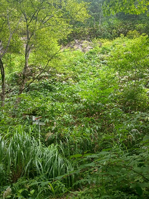 f:id:developingexplorer:20250831073750j:image