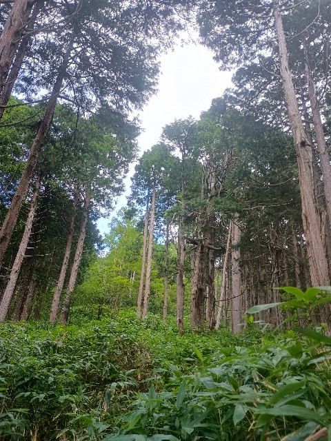 f:id:developingexplorer:20250831074558j:image