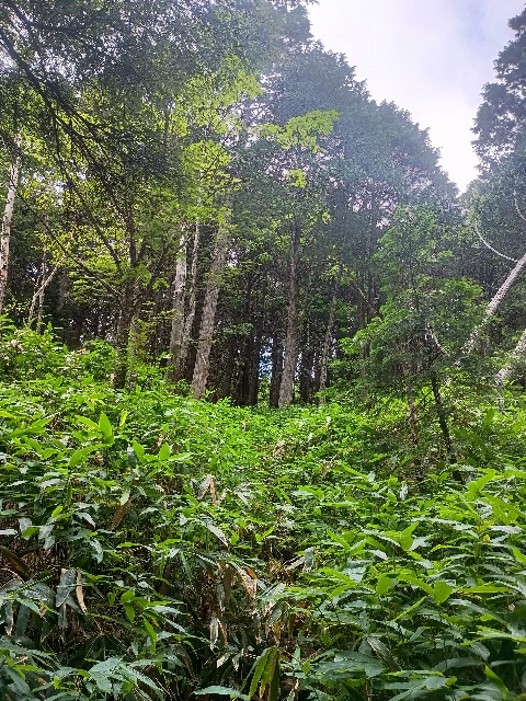 f:id:developingexplorer:20250831074609j:image