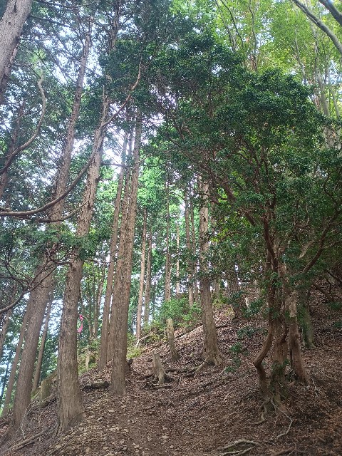 f:id:developingexplorer:20250920143140j:image