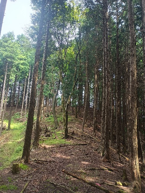 f:id:developingexplorer:20250920155645j:image