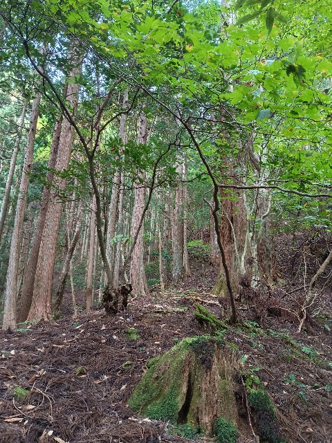 f:id:developingexplorer:20251026143331j:image
