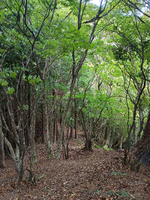 f:id:developingexplorer:20251026145053j:image