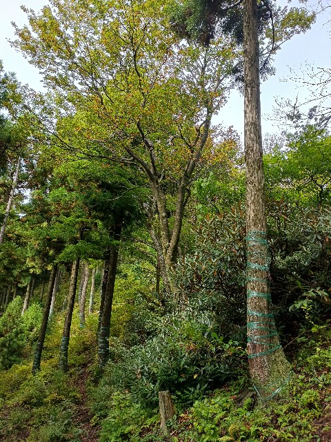 f:id:developingexplorer:20251026151744j:image