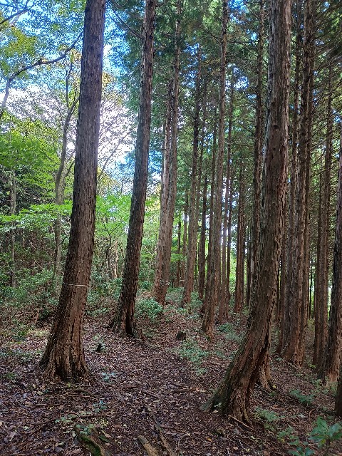 f:id:developingexplorer:20251026153245j:image