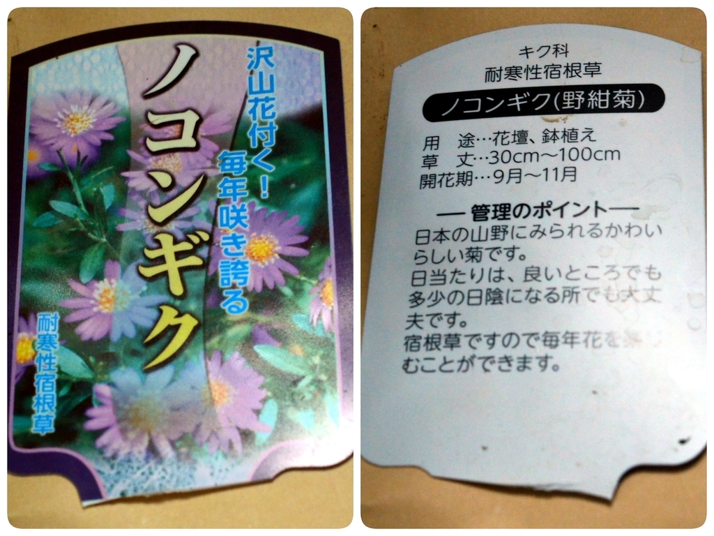2018.9.13】紫苑の花をお迎え。 - 色々覚え書き
