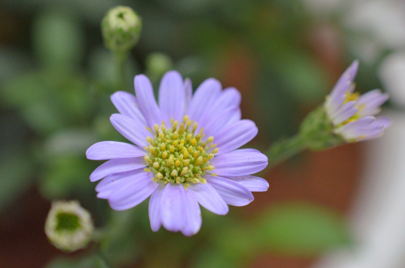 2018.9.13】紫苑の花をお迎え。 - 色々覚え書き