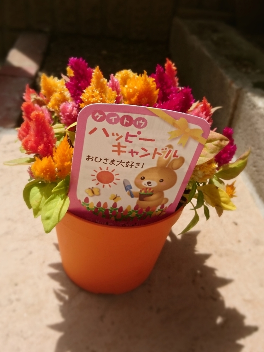 f:id:dfd69:20210515153553j:plain