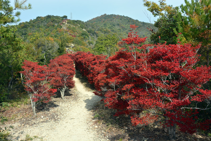 雄鷹台山のドウダンツツジと赤穂城の鬼門を守った愛宕神社 - 播磨の山々