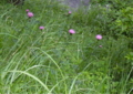 今年の薊 