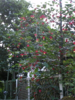 f:id:dharmaknit_and_books:20100827134159j:image:right f:id:dharmaknit_and_books:20100827134159j:image:right