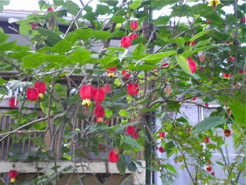 f:id:dharmaknit_and_books:20100827134200j:image f:id:dharmaknit_and_books:20100827134200j:image