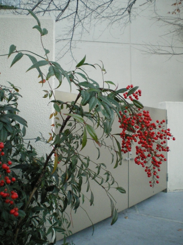 f:id:dharmaknit_and_books:20111224031822j:image:w250:right f:id:dharmaknit_and_books:20111224031822j:image:w250:right