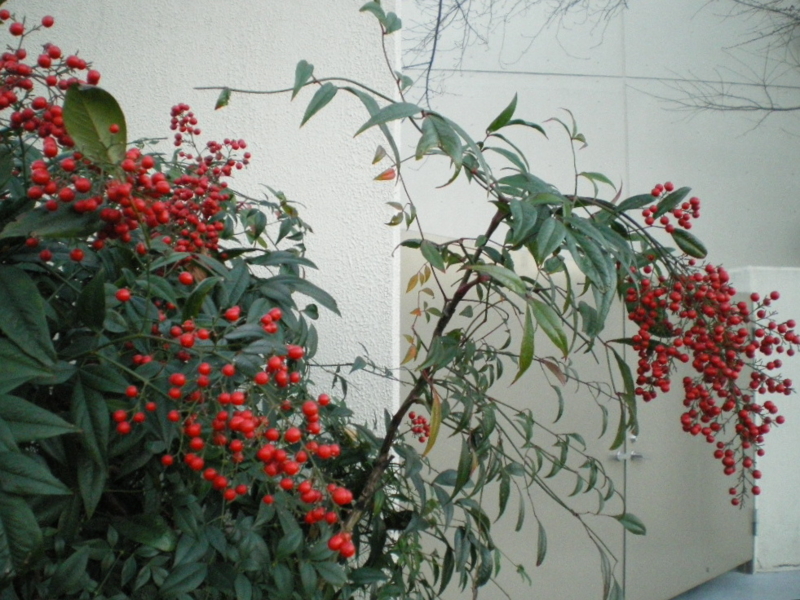 f:id:dharmaknit_and_books:20111224115503j:image:w600 f:id:dharmaknit_and_books:20111224115503j:image:w600
