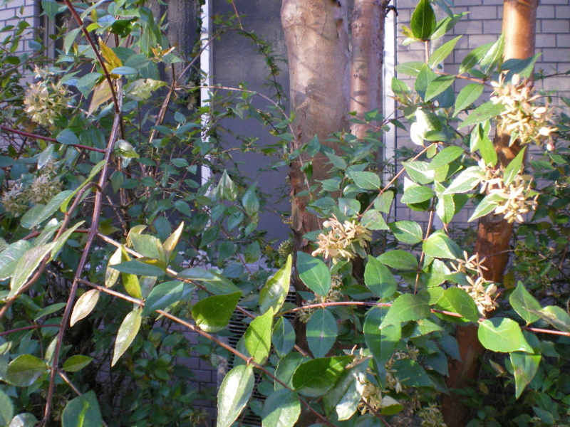 f:id:dharmaknit_and_books:20120103151234j:image:w600 f:id:dharmaknit_and_books:20120103151234j:image:w600