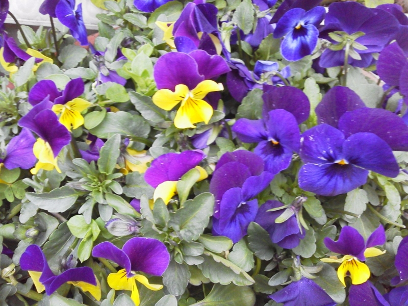 f:id:dharmaknit_and_books:20120308124631j:image:w600 f:id:dharmaknit_and_books:20120308124631j:image:w600