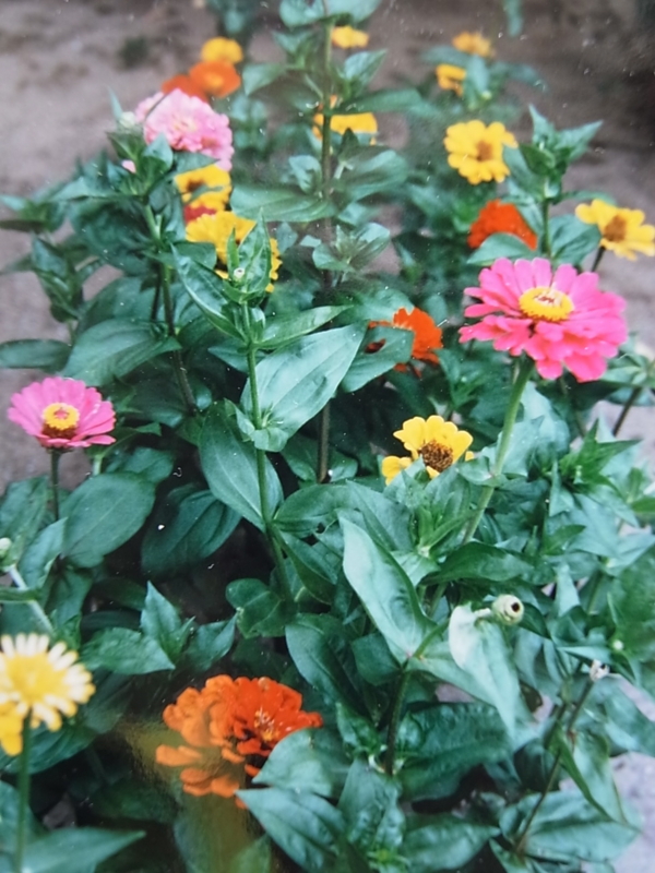 f:id:dharmaknit_and_books:20120402091611j:image:w250:right