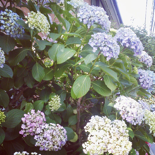 f:id:dharmaknit_and_books:20130715025042j:image:w500 f:id:dharmaknit_and_books:20130715025042j:image:w500
