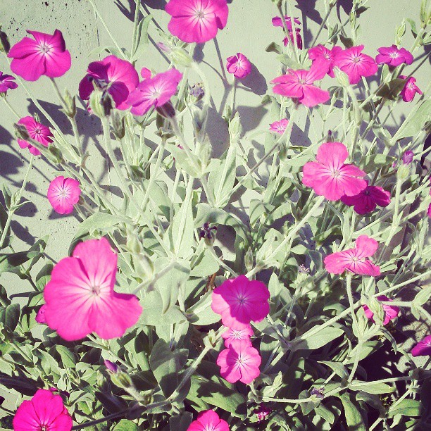 f:id:dharmaknit_and_books:20130715171429j:image:w500 f:id:dharmaknit_and_books:20130715171429j:image:w500