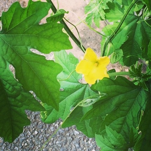 f:id:dharmaknit_and_books:20140802200715j:image f:id:dharmaknit_and_books:20140802200715j:image