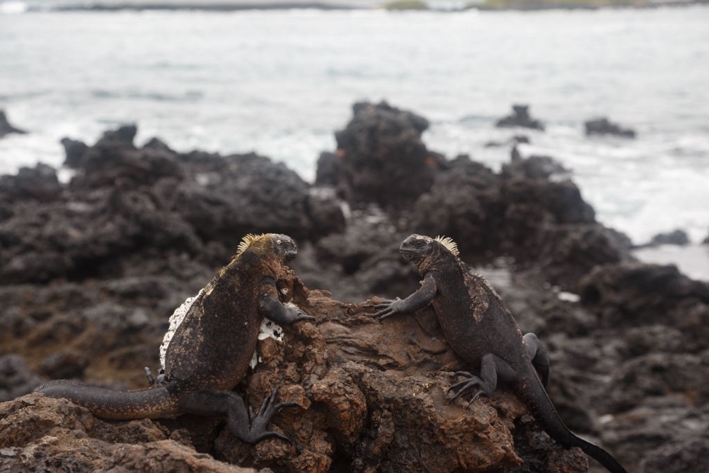 エクアドル ガラパゴス諸島ってこんなところ のぼるひと