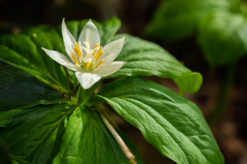 f:id:di82:20180702174604j:plain